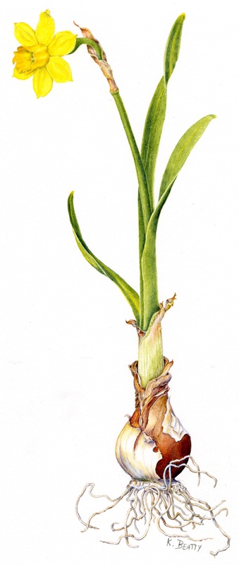 Watercolor painting of a yellow daffodil flower and the bulb and roots.