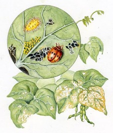 Watercolor Illustration with close up of Mexican bean  beetle, larvae, and eggs with damaged leaves.