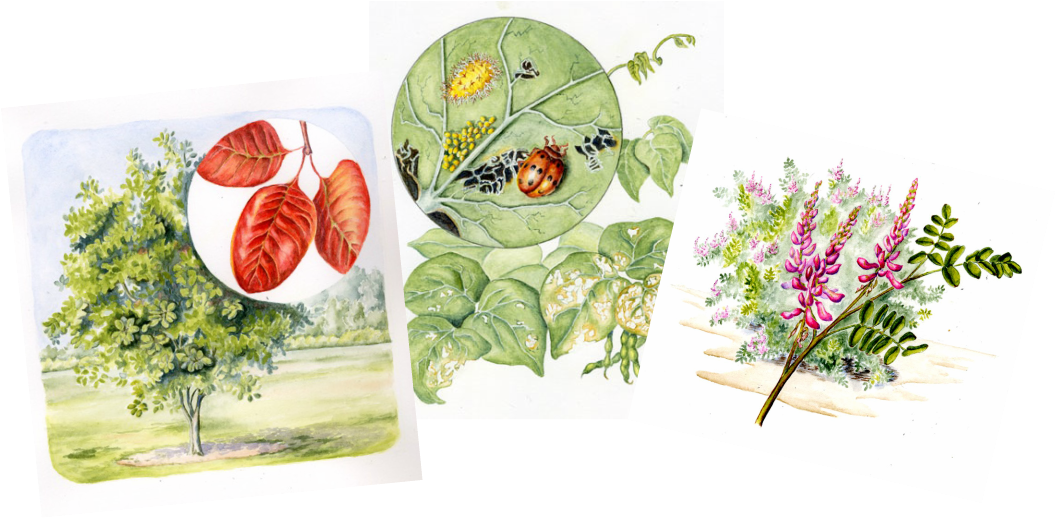 Three watercolor paintings of a tree and leaves, beetle and larva, flowering shrub.