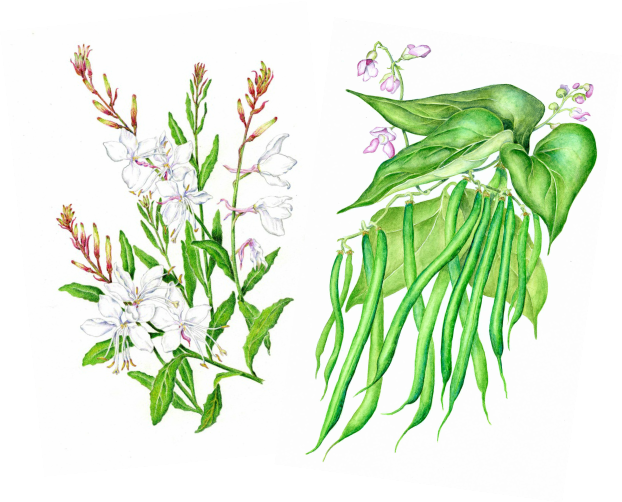 Two colored pencil illustration for seed packets