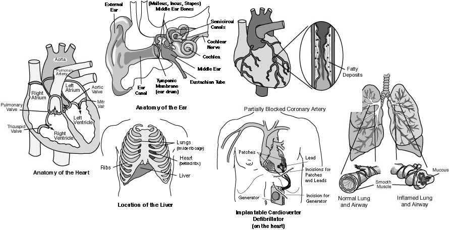 Digital Medical illustrations of human anatomy in black and white.