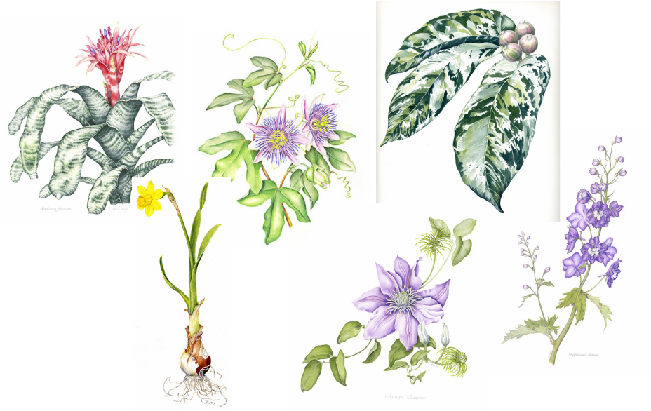Watercolor botanical illustrations of various flowers and plants.
