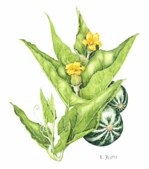 Watercolor painting of a wild squash called 