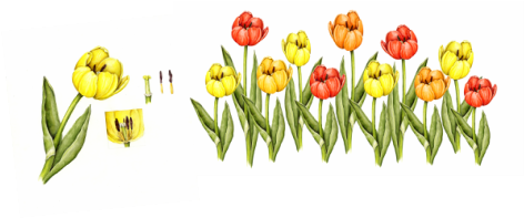 A yellow tulip Botanical Illustration and an image of a row of tulips of varied colors in Red, Orange, and Yellow.