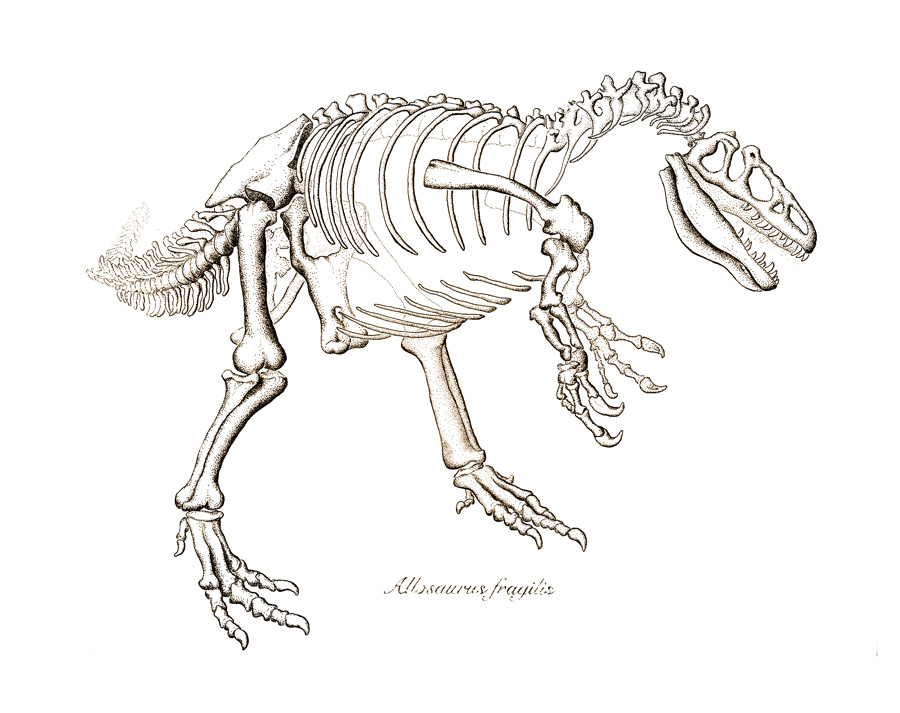 Allosaurus fragilis is a pen and ink drawing of a dinosaur skeleton sketched at the Denver Museum of Nature and Science.