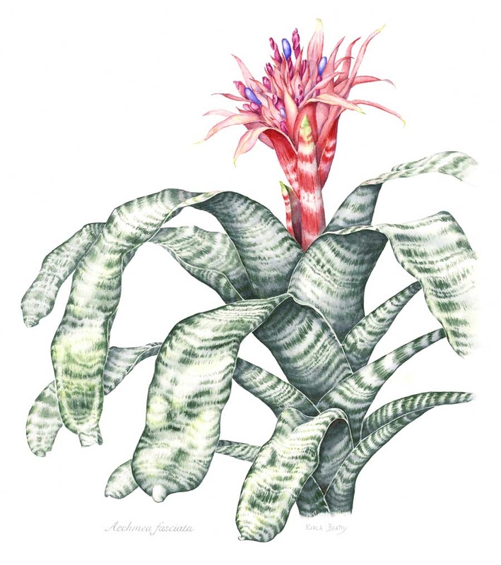 watercolor painting of a botanical illustration of a bromeliad aechmea fasciata