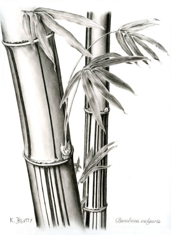 Botanical illustration of a graphite drawing of a striped bamboo plant with stalks and leaves.