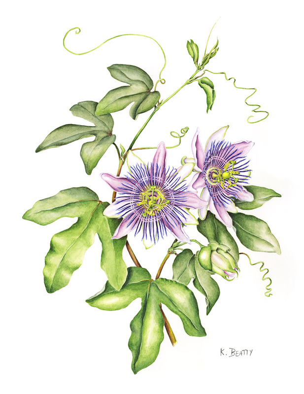 Watercolor botanical illustration of a passion flower plant with two pink and violet flowers.