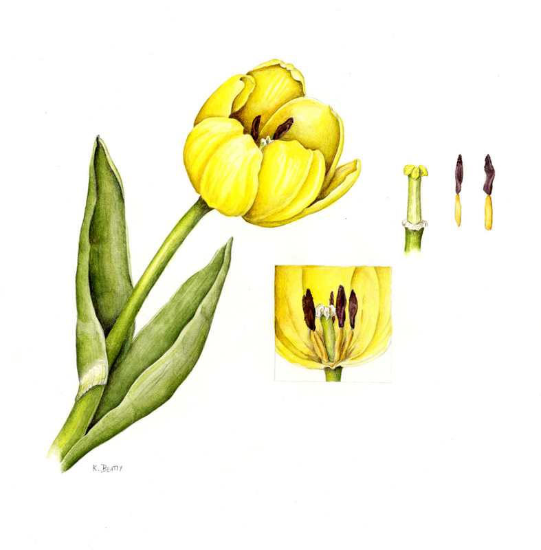 Watercolor botanical illustration of a yellow tulip.