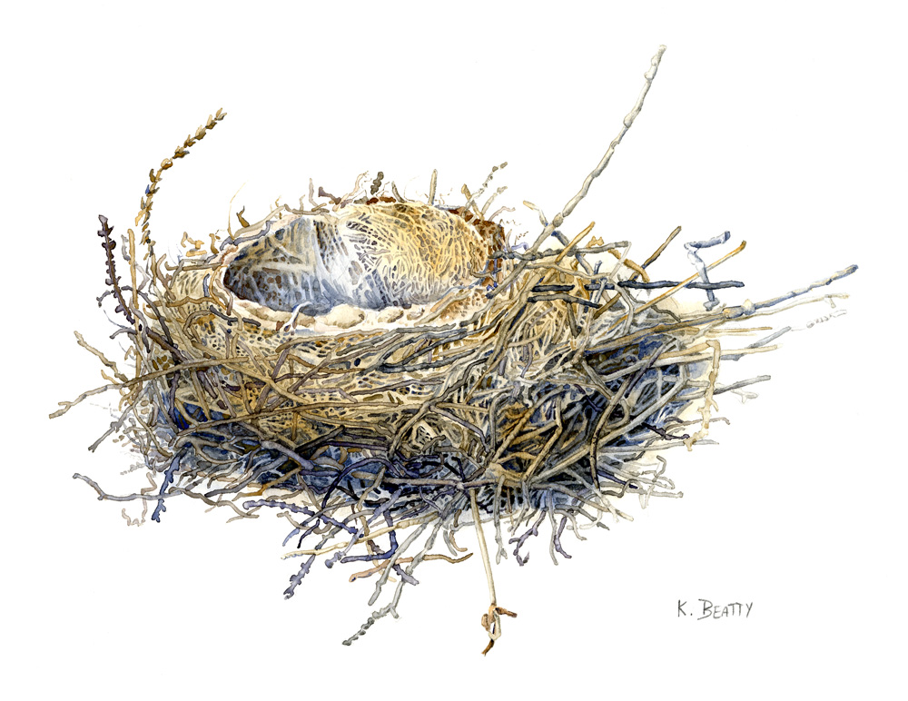 Watercolor natural science illustration of a bird's nest.