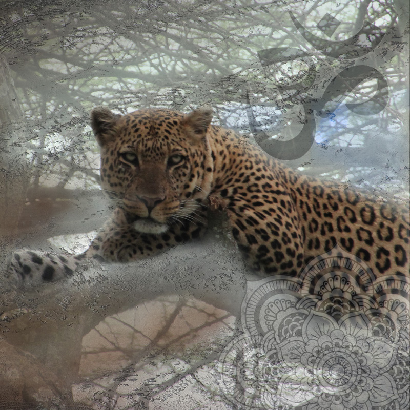 Photo collage of a leopard resting on a tree branch with added artwork images of sanskrit OM and an Indian mandala.