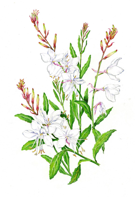 Watercolor Botanical Illustration of a Gaura lindheimeri plant with white and pink flowers.