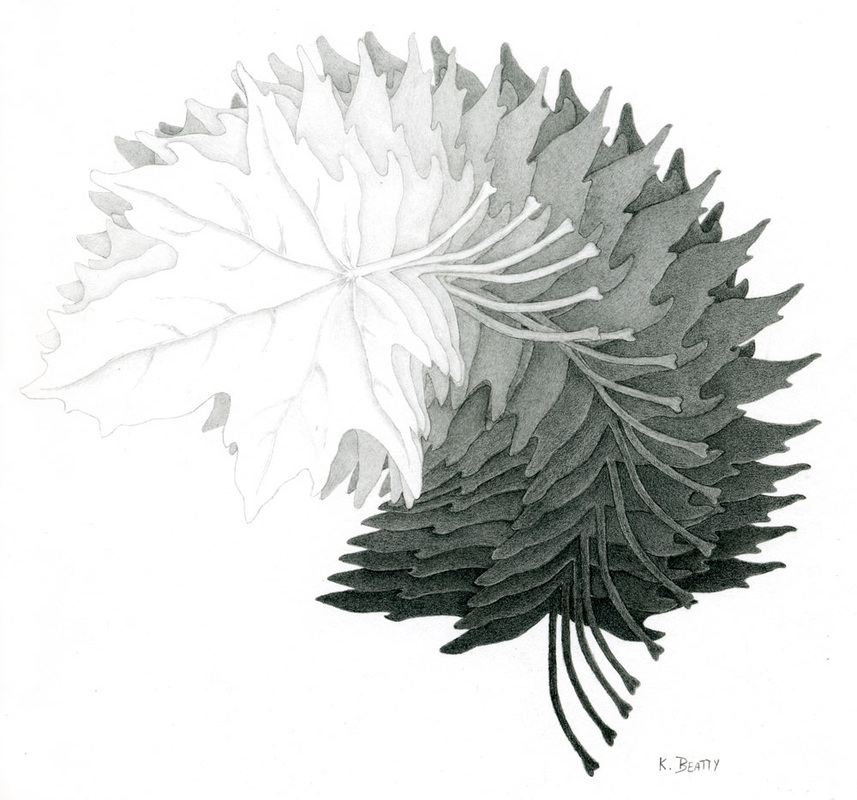 This is a graphite pencil drawing of a maple leaf fanned out to show a wide variety of values from light to dark.