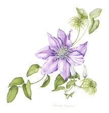 Botanical illustration in watercolors of a violet clematis flower blossom.