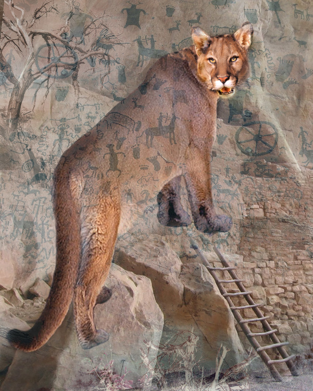Cougar Rocks, Southwest Mountain lion is a photo collage with images of a mountain lion, petroglyphs, Mesa verde, ladder.