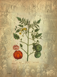Digital photo collage of a vintage botanical illustration of a tomato by Elizabeth Blackwell coupled with a vintage New York City scene.