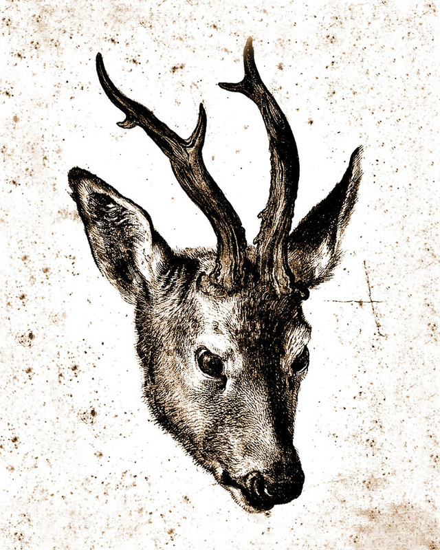 This is a digital artwork based on an antique engraving by Albrecht Durer called Head of a Stag. It has been digitized to look like a line drawing.